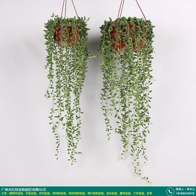 吊蘭吊盆盆栽有多少種_紅林園藝_穿衣_真花卉_吊蘭_辦公室_客廳