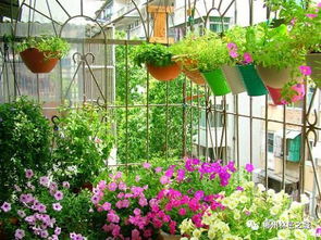 幸福家園,多彩園藝 ,趕緊報(bào)名參與吧