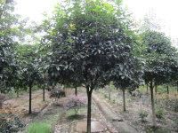 供應溫江花木批發,成都苗木批發,宏鑫園藝_農副產品_世界工廠網中國產品信息庫