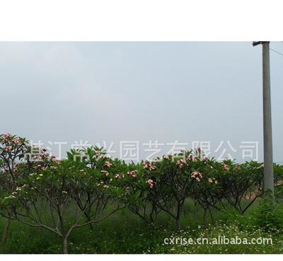 【高陽苗場】地苗雞蛋花 大量優質苗(圖)