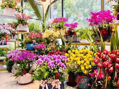 顏值高、寓意好,寶山這個年宵花選購指南來啦~ 愛申活暖心春