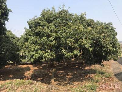 【荔枝樹銷售、妃子笑品種、果實香甜】綠化苗木,價格,廠家,供應(yīng)商,花木,龍海市東泗興輝園藝場 - 產(chǎn)品庫