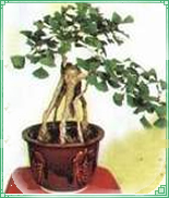 銀杏盆景-郯城敬諾銀杏花卉園藝中心(產品圖片)-產品庫-中國花木網