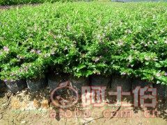 【漳州漳浦種植基地供應(yīng)優(yōu)質(zhì)滿天星、質(zhì)優(yōu)價廉】綠化苗木,價格,廠家,供應(yīng)商,花木,龍海市東泗興輝園藝場 - 產(chǎn)品庫