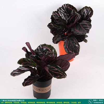 成都白掌美酒盆栽_紅林園藝_采購與銷售_產品包裝好