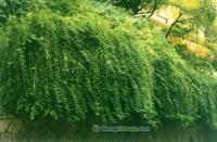 供應山西省中楊園藝場流蘇種子,油根子種子促芽技術_農副產品_世界工廠網中國產品信息庫