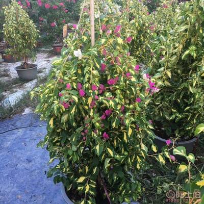 【雙色三角梅盆栽供應、庭院綠化】綠化苗木,價格,廠家,供應商,花木,龍海市東泗興輝園藝場 - 產品庫