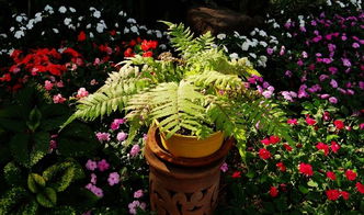 清邁園藝博覽園 看圖說話