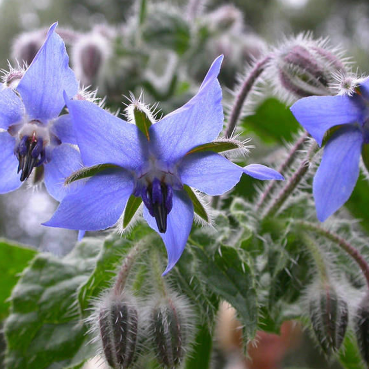 琉璃苣種子藍色 香草花卉花籽陽臺庭院盆栽園藝春播春播植物種子