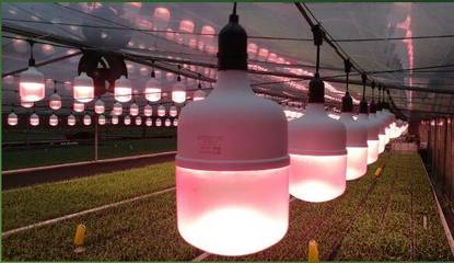 廣東省花卉協會