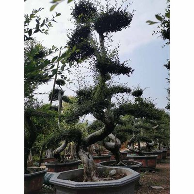 造型榆樹樁景 老樁榆樹造型樹樁 榆樹盆栽盆景 多種規格