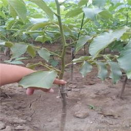 農業科技批發 可靠的農業科技廠家貨源 供應信息