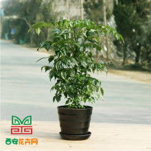 西安緑嘉園藝工程有限責任公司 供應產品