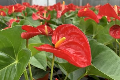 丁蘭這家數字農業工廠獲省級認定!