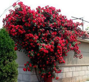 【薔薇花苗 玫瑰苗藤本月季爬藤花卉2年苗】價格_廠家_圖片 -