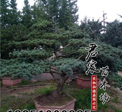 特價優(yōu)質(zhì)五針松苗：基地直銷，園藝愛好者的理想選擇