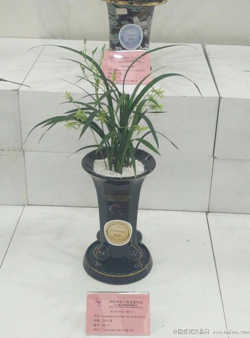 2016唐山世界園藝博覽會精品國蘭競賽展 園藝瑰寶的絢麗綻放