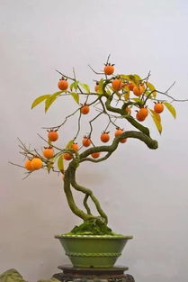 美好園藝新產(chǎn)品發(fā)布 來新天地拍照打卡，領(lǐng)精美園藝禮品