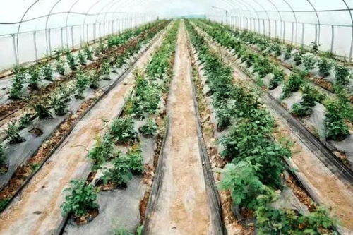 沁縣松村鎮(zhèn)花卉種植 園藝產(chǎn)業(yè)“錢”景廣闊