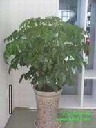 供應廈門盆景租賃 綠意海園藝，為生活增添自然之美