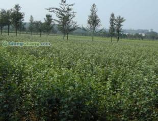 優質蘋果苗全面供應，助力園藝產業高效發展