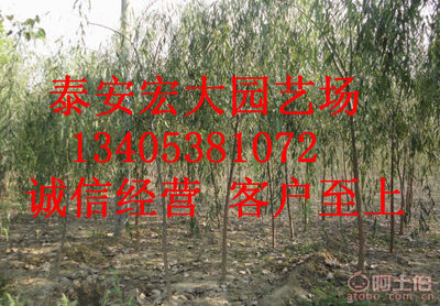 泰安開發區宏大園藝場 專業提供優質行道樹竹柳樹苗，助力濕地綠化