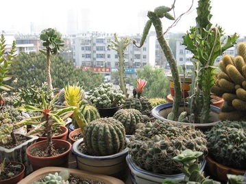 家庭園藝 兩集體照多漿植物養(yǎng)護(hù)指南