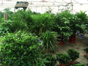 南縣興盛花卉園藝 打造綠色生活新體驗(yàn)