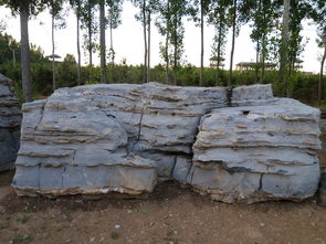 河北易縣遠(yuǎn)東園藝商貿(mào) 打造精致園林景觀與自然美學(xué)