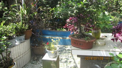 樓頂花園 都市綠洲中的家庭園藝新天地