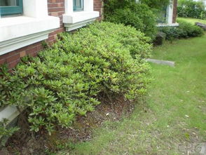 我家花園 從藏花閣論壇到家庭園藝的實(shí)踐樂(lè)園