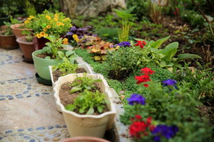 萱草園的第一個(gè)春天——記曬園藏花閣家庭園藝論壇