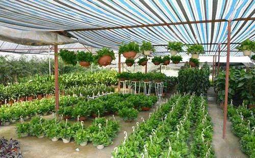 珠海首個(gè)園藝實(shí)踐基地落成，開(kāi)啟城市綠色生活新篇章