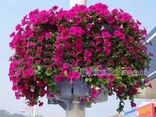 供應(yīng)花盆園藝新選擇 濟(jì)南天橋區(qū)美境園藝引領(lǐng)城市綠化新風(fēng)尚