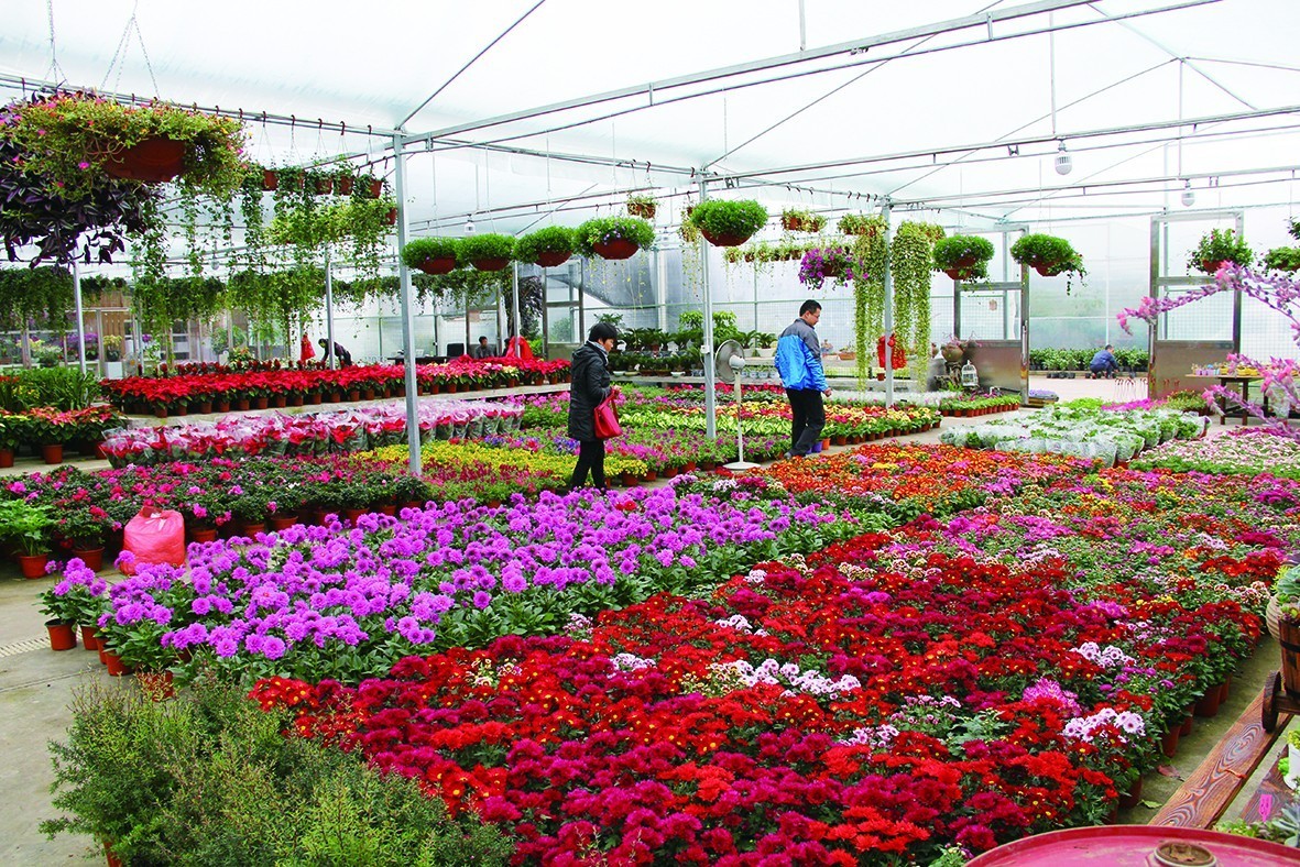 常州園林局領導蒞臨夏溪花木市場，共探園藝產業新機遇