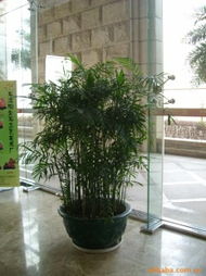 綠意滿屋——廣州市春暉園藝室內觀葉植物產品指南