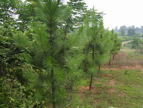 專業供應質優價美黑松，盡在農苗網泰安宏泰園藝場