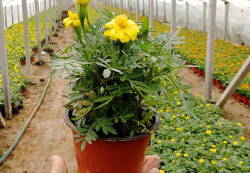 探尋優質園藝產品 價格、廠家與中國供應商全解析