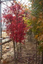 雞爪槭 秋日園藝的絢麗主角，青島天和源園藝為您傾情供應