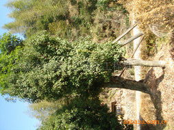 龍泉市龍強園藝綠化工程 精選其他綠化苗木產品概覽