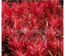 綠意指尖，園藝產品庫 打造您的專屬植物樂園