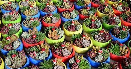 鞍山綠馨花卉 專業批發，品質園藝的優質選擇